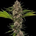 MAC 1 F1 (Barney's Farm) feminizada