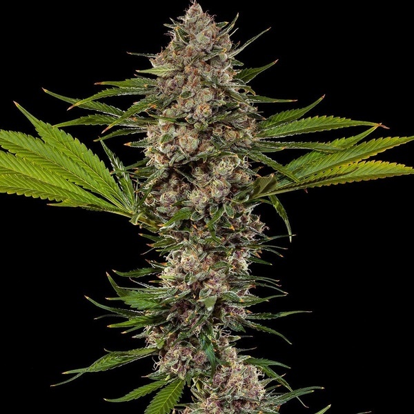 MAC 1 F1 (Barney's Farm) feminizada