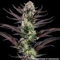 Thin Mint Frosting F1 (Barney's Farm) feminizada