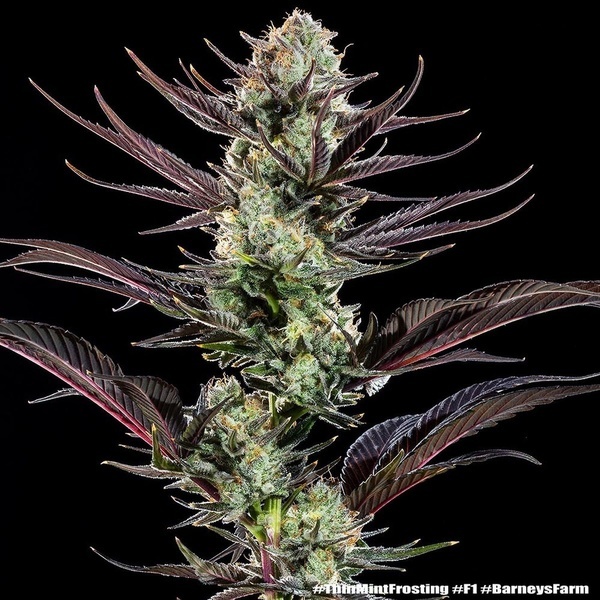 Thin Mint Frosting F1 (Barney's Farm) feminizada