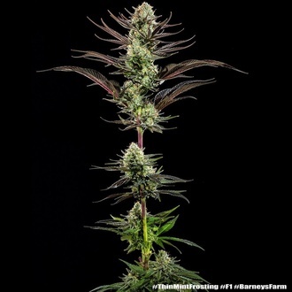 Thin Mint Frosting F1 (Barney's Farm) feminizada
