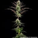Thin Mint Frosting F1 (Barney's Farm) feminizada