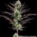 Thin Mint Frosting F1 (Barney's Farm) feminizada