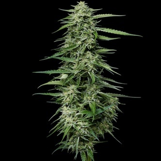 Blueberry Honey (Humboldt Seed Company) feminizada