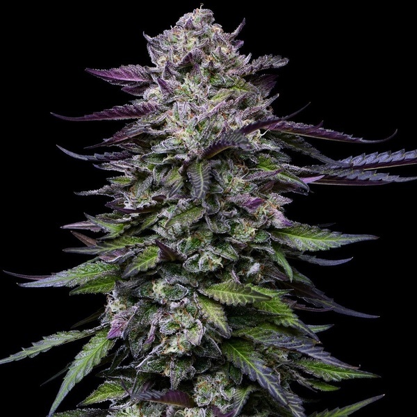 Candy Hustle (Humboldt Seed Company) feminizada