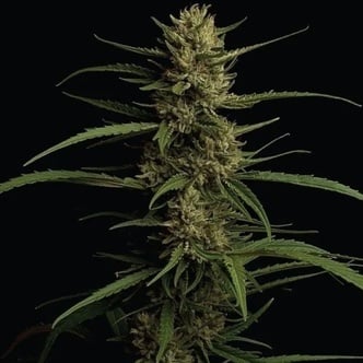 Caribbean Queen (Humboldt Seed Company) feminizada