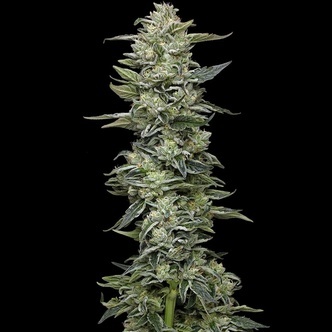 Honey Bear (Humboldt Seed Company) feminizada