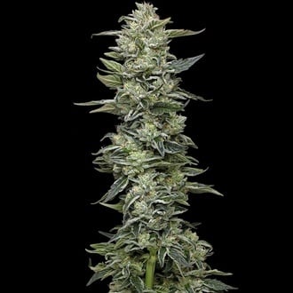 Honey Bear (Humboldt Seed Company) feminizada