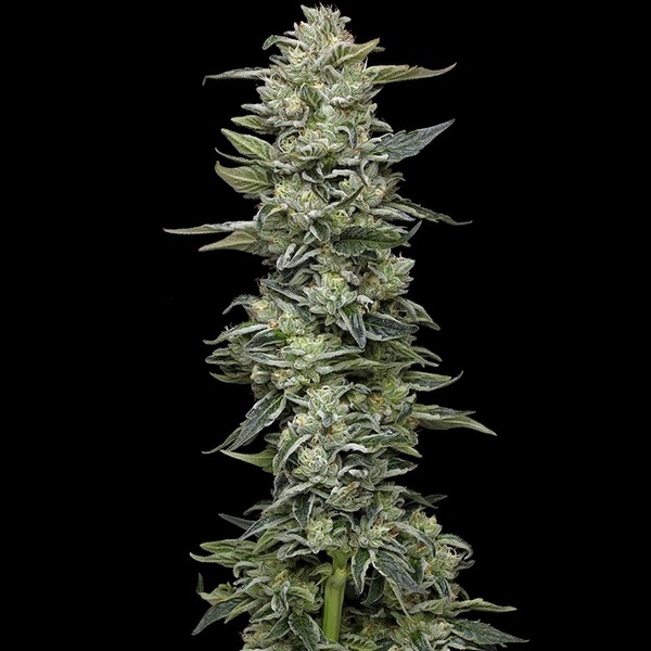 Honey Bear (Humboldt Seed Company) feminizada