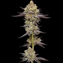Hyper Za (Humboldt Seed Company) feminizada