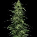 Limez (Humboldt Seed Company) feminizada