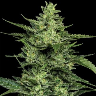 Limez (Humboldt Seed Company) feminizada