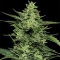 Limez (Humboldt Seed Company) feminizada