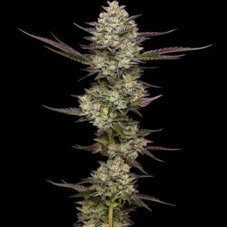 Puff Pastry (Humboldt Seed Company) feminizada