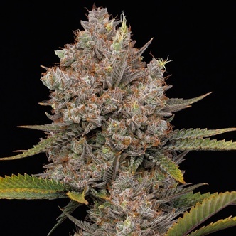 Hella Jelly Autoflower (Humboldt Seed Company) feminizada