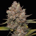 Hella Jelly Autoflower (Humboldt Seed Company) feminizada