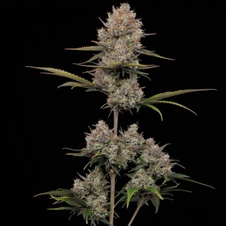 Hella Jelly Autoflower (Humboldt Seed Company) feminizada