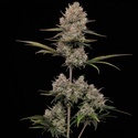 Hella Jelly Autoflower (Humboldt Seed Company) feminizada
