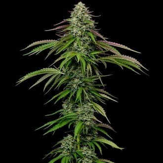 Garlic Budder Autoflower (Humboldt Seed Company) feminizada