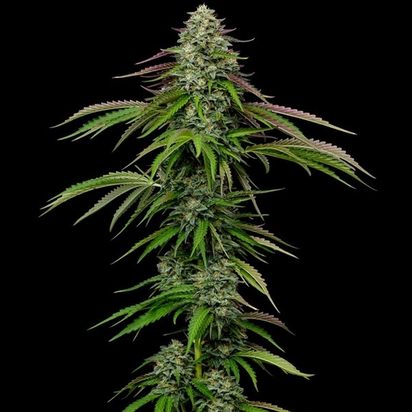 Garlic Budder Autoflower (Humboldt Seed Company) feminizada