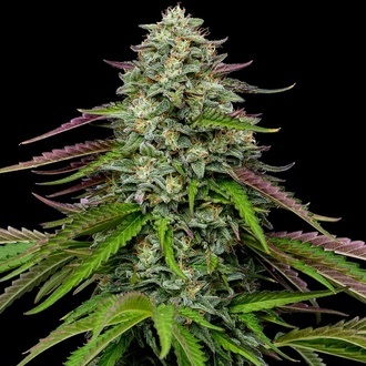 Garlic Budder Autoflower (Humboldt Seed Company) feminizada