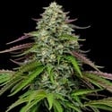 Garlic Budder Autoflower (Humboldt Seed Company) feminizada