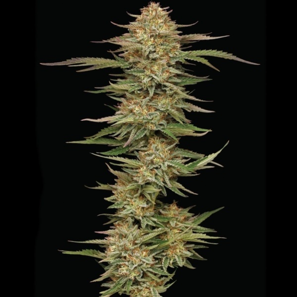 Orange Creampop (Humboldt Seed Company) Feminizada