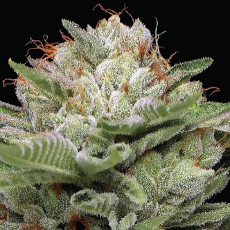 Durban Poison Autoflower (Humboldt Seed Company) feminizada