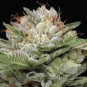 Durban Poison Auto (Humboldt Seed Company) Feminizada