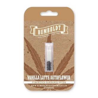 Vanilla Latte Autoflorescentes (Humboldt Seed Company) Feminizada