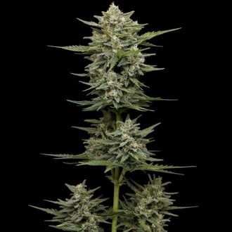 Vanilla Latte Autoflorescentes (Humboldt Seed Company) Feminizada