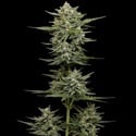 Vanilla Latte Autoflorescentes (Humboldt Seed Company) Feminizada