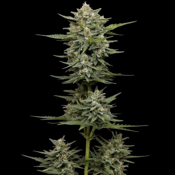 Vanilla Latte Autoflorescentes (Humboldt Seed Company) Feminizada