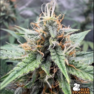 Drizl Pickl Autoflower (Seedstockers) Feminizada