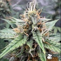 Drizl Pickl Autoflower (Seedstockers) Feminizada