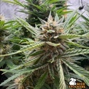 Fishy Zoap Autoflower (Seedstockers) Feminizada