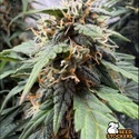 F.U.H (F*cked Up Hippy) Autoflower (Seedstockers) Feminizada