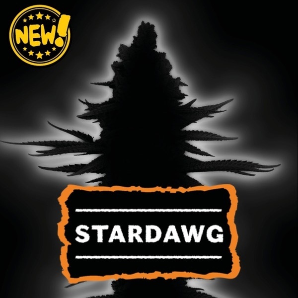 Stardawg Autoflower (Seedstockers) Feminizada