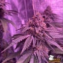 Barcelona Puff (Seedstockers) Feminizada