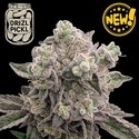 Drizl Pickl (Seedstockers) Feminizada