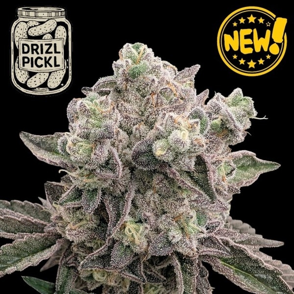Drizl Pickl (Seedstockers) Feminizada