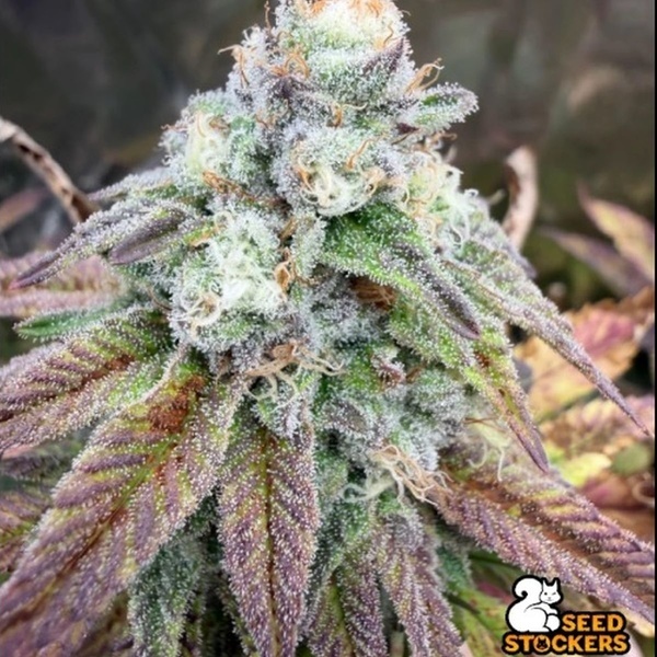 Fishy Zoap (Seedstockers) Feminizada