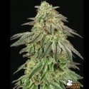 FUH F*cked Up Hippy (Seedstockers) Feminizada