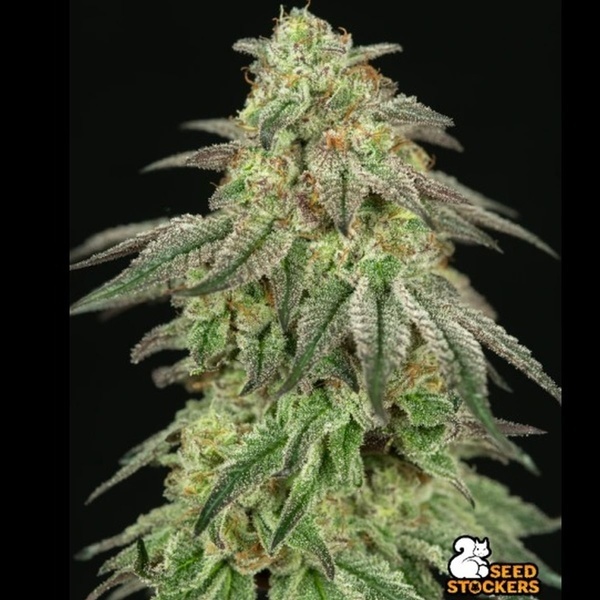 FUH F*cked Up Hippy (Seedstockers) Feminizada