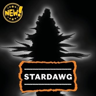 Stardawg (Seedstockers) Feminizada