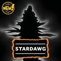 Stardawg (Seedstockers) Feminizada