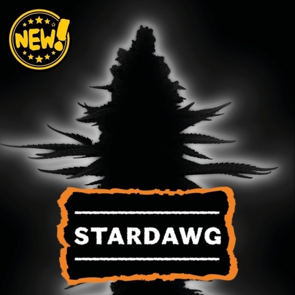 Stardawg (Seedstockers) Feminizada