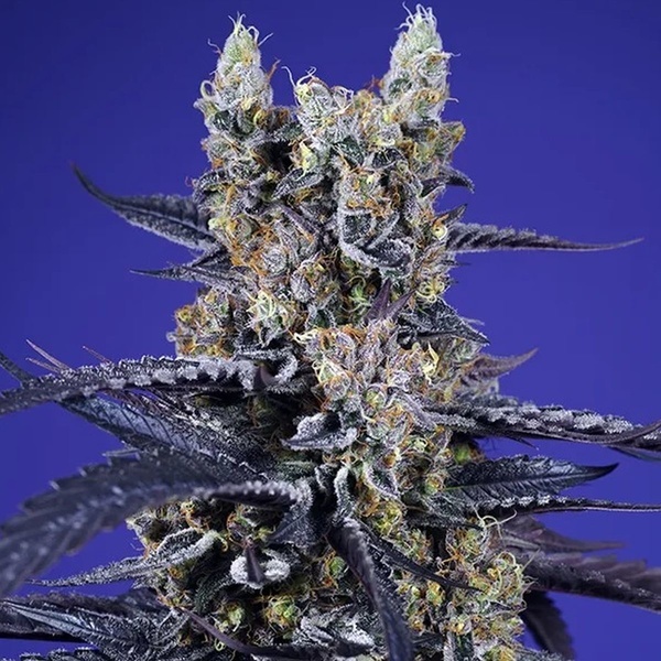 Super Boof XL Auto (Sweet Seeds) Feminizada
