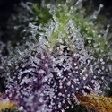 Super Boof XL Auto (Sweet Seeds) Feminizada