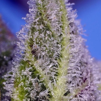 Permanent Marker XL Auto (Sweet Seeds) Feminizada